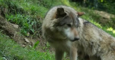 Avrasya kurdu (Canis lupus), yaygın kurt olarak da bilinir.;