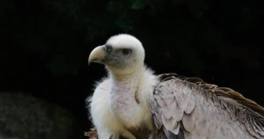 Bir Griffon akbabası portresi, Fransız Pireneleri, Fransa.