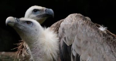 Bir Griffon akbabası portresi, Fransız Pireneleri, Fransa.