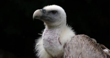 Bir Griffon akbabası portresi, Fransız Pireneleri, Fransa.