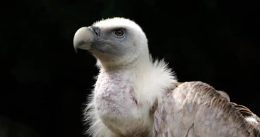 Bir Griffon akbabası portresi, Fransız Pireneleri, Fransa.