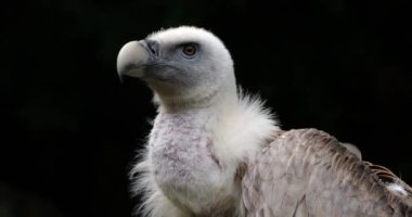 Bir Griffon akbabası portresi, Fransız Pireneleri, Fransa.