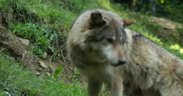 Ευρασιατικός Λύκος Canis Lupus Lupus Επίσης Γνωστός Κοινός Λύκος — Αρχείο Βίντεο