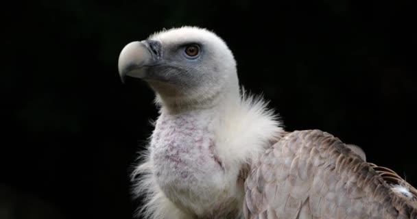 法国比利牛斯 格里芬秃鹫的画像 — 图库视频影像