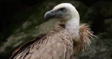 Bir Griffon akbabası portresi, Fransız Pireneleri, Fransa.