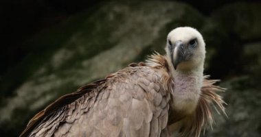 Bir Griffon akbabası portresi, Fransız Pireneleri, Fransa.