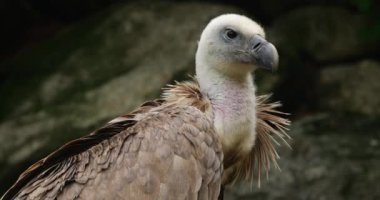 Bir Griffon akbabası portresi, Fransız Pireneleri, Fransa.