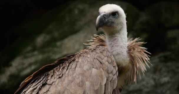 Portrait Griffon Vulture French Pyrenees France — Stock Video