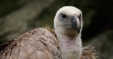 Bir Griffon akbabası portresi, Fransız Pireneleri, Fransa.