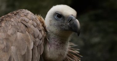 Bir Griffon akbabası portresi, Fransız Pireneleri, Fransa.