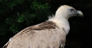 Bir Griffon akbabası portresi, Fransız Pireneleri, Fransa.