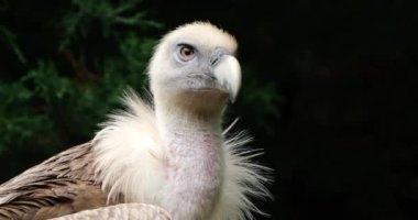 Bir Griffon akbabası portresi, Fransız Pireneleri, Fransa.