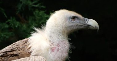 Bir Griffon akbabası portresi, Fransız Pireneleri, Fransa.