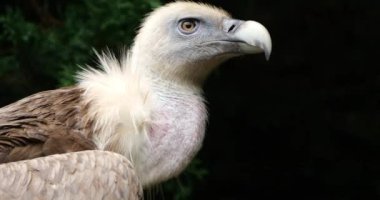 Bir Griffon akbabası portresi, Fransız Pireneleri, Fransa.
