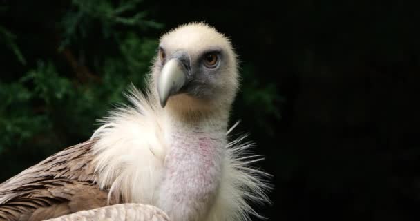 Portretul Unui Vultur Griffon Pirinei Francezi Franța — Videoclip de stoc
