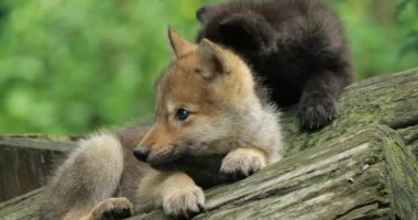 Cubs Northwestern kurt yavruları (Canis lupus occidentalis), ayrıca Mackenzie Vadisi kurdu olarak da bilinir..