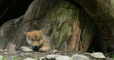 Cubs Northwestern kurt yavruları (Canis lupus occidentalis), ayrıca Mackenzie Vadisi kurdu olarak da bilinir..