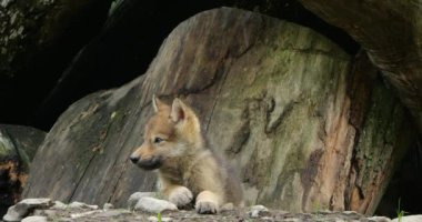 Cubs Northwestern kurt yavruları (Canis lupus occidentalis), ayrıca Mackenzie Vadisi kurdu olarak da bilinir..