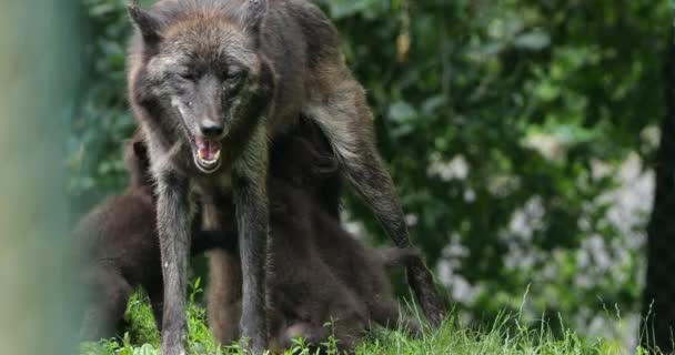 Nordvästra Vargen Canis Lupus Occidentalis Även Känd Som Mackenzie Valley — Stockvideo