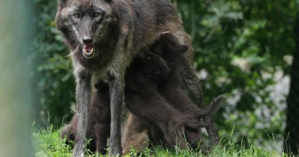 Lobo Noroeste Canis Lupus Occidentalis Também Conhecido Como Lobo Vale — Vídeo de Stock