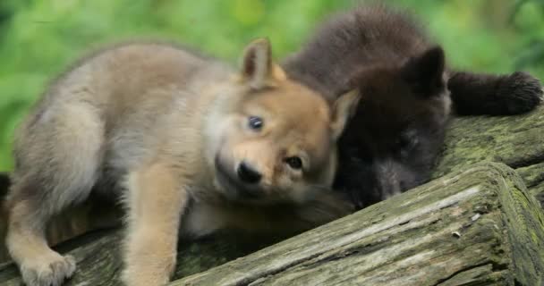Καμπς Northwestern Wolf Cubs Canis Lupus Occidentalis Επίσης Γνωστή Λύκος — Αρχείο Βίντεο