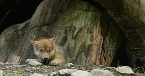 Cubs Northwestern Wolf Welpen Canis Lupus Occidentalis Ook Bekend Als — Stockvideo