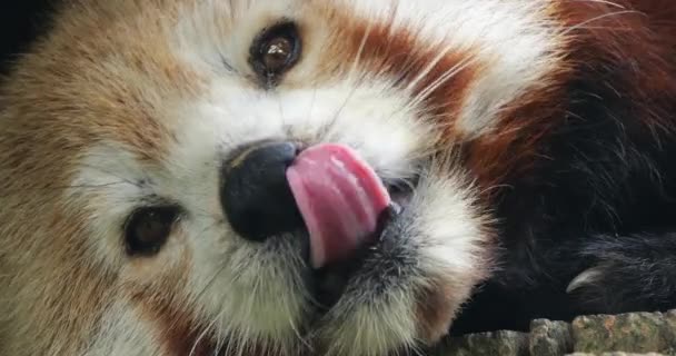 Retrato Panda Rojo Ailurus Fulgens Parc Animalier Des Pyrenees Argeles — Vídeos de Stock