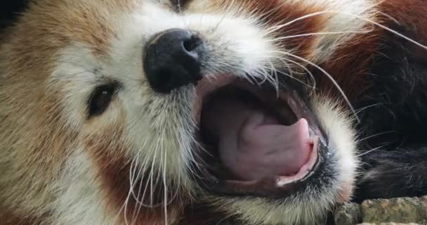 Portrét Červené Pandy Ailurus Fulgens Parc Animalier Des Pyrenees Arthe — Stock video