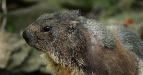 Marmotte Mus Marmota Argeles Gazost Alti Pirenei Francia — Video Stock