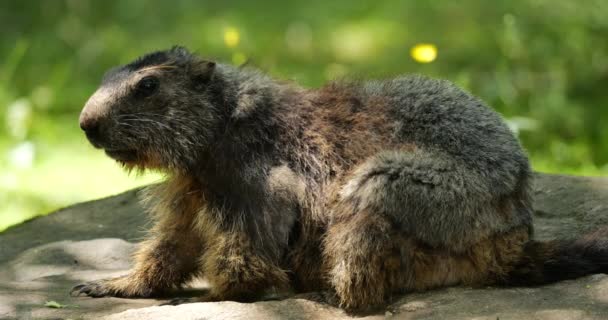 Marmots Mus Marmota Argeles Gazost Hautes Pireneje Francja — Wideo stockowe