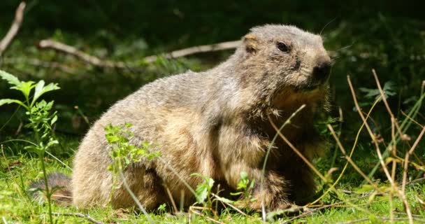 Marmots Mus Marmota Argeles Gazost 오테스피레네스 프랑스 — 비디오