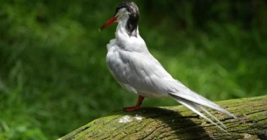Genel deniz feneri, (terna hirundo, Fransa