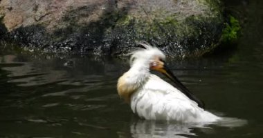 Avrasya kaşık faturası (Platalea lucorodia) ya da Yaygın kaşık faturası