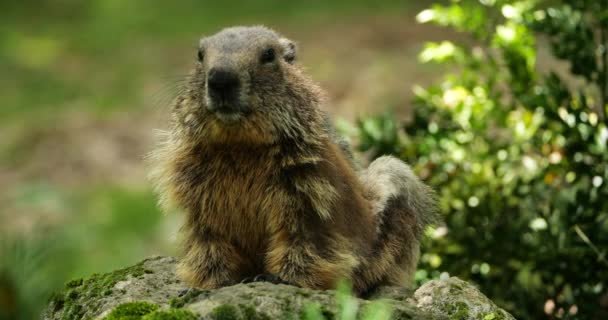 Marmots Argeles Gazost Hautes Pyreneene Frankrike – stockvideo
