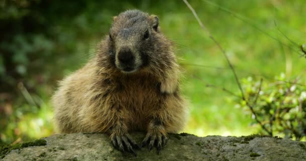 Marmots Mus Marmota Argeles Gazost Haues Pyrenees Франція — стокове відео