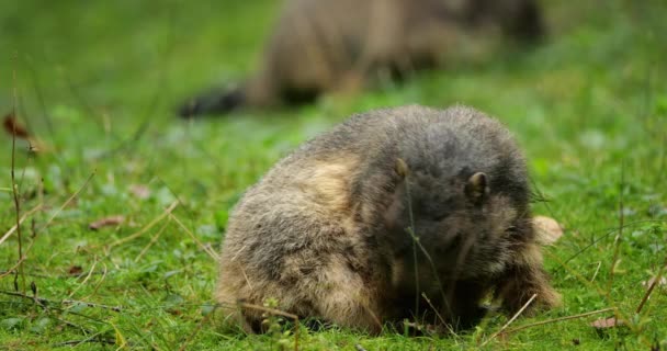 Marmots Argeles Gazost Hautes Pyreneene Frankrike – stockvideo