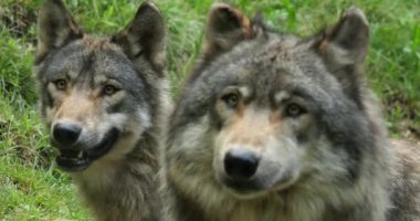 Avrasya kurdu (Canis lupus), yaygın kurt olarak da bilinir.;
