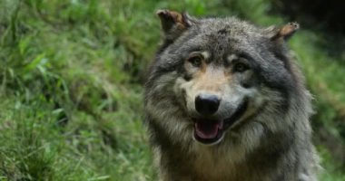 Avrasya kurdu (Canis lupus), yaygın kurt olarak da bilinir.;