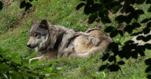 Eurasischer Wolf Canis Lupus Lupus Auch Bekannt Als Gemeiner Wolf — Stockvideo