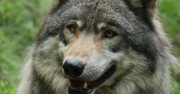 Avrasya Kurdu Canis Lupus Yaygın Kurt Olarak Bilinir — Stok video