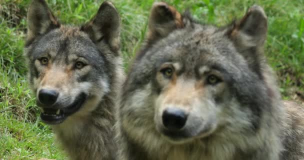 Евразийский Волк Canis Lupus Lupus Известный Обычный Волк — стоковое видео