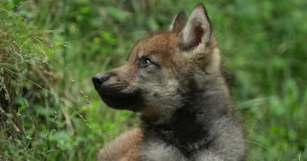 欧亚狼幼崽 Canis Lupus Lupus 也被称为普通狼 — 图库视频影像