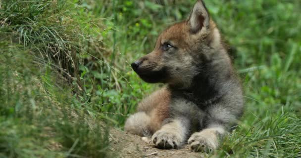 Euraziatische Wolvenwelp Canis Lupus Lupus Ook Bekend Als Gewone Wolf — Stockvideo