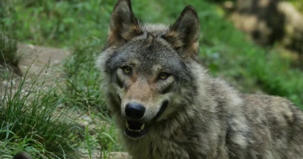 Lobo Eurasiano Canis Lupus Lupus Também Conhecido Como Lobo Comum — Vídeo de Stock