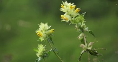 Rhinanthus pumilus, Fransız Pirenesi, Fransa