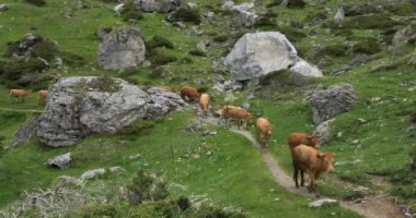 Estaube sirkinde otlak inekler, Hautes Pyrenees, Fransa