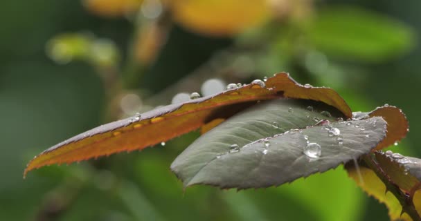 Regen Und Tröpfchen Auf Rosenblättern — Stockvideo