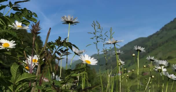 Daisy Květiny Modré Obloze Pozadí Hory Hautes Pyrenees Francie — Stock video