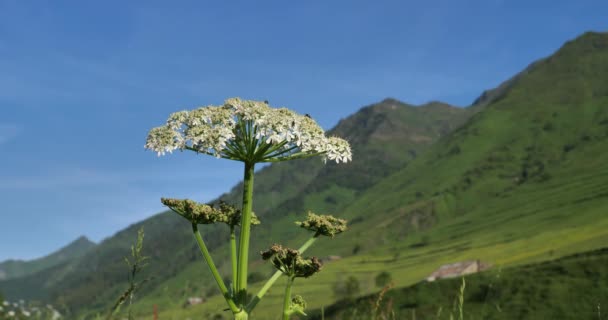 Heracleum Pyrenaicum Lam Hautes Pyrenees Occitania Francja — Wideo stockowe