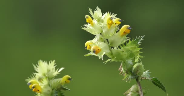 Rhinanthus Pumilus French Pyrenees France — Stock Video
